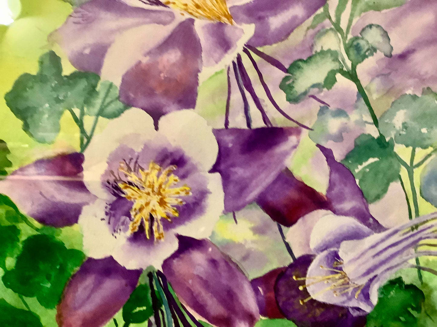 Clematis