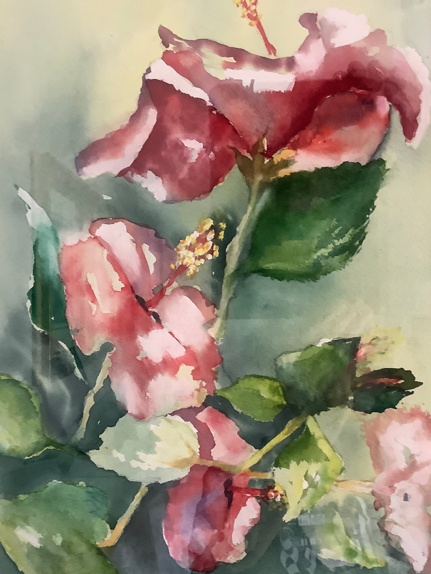 Hibiscus