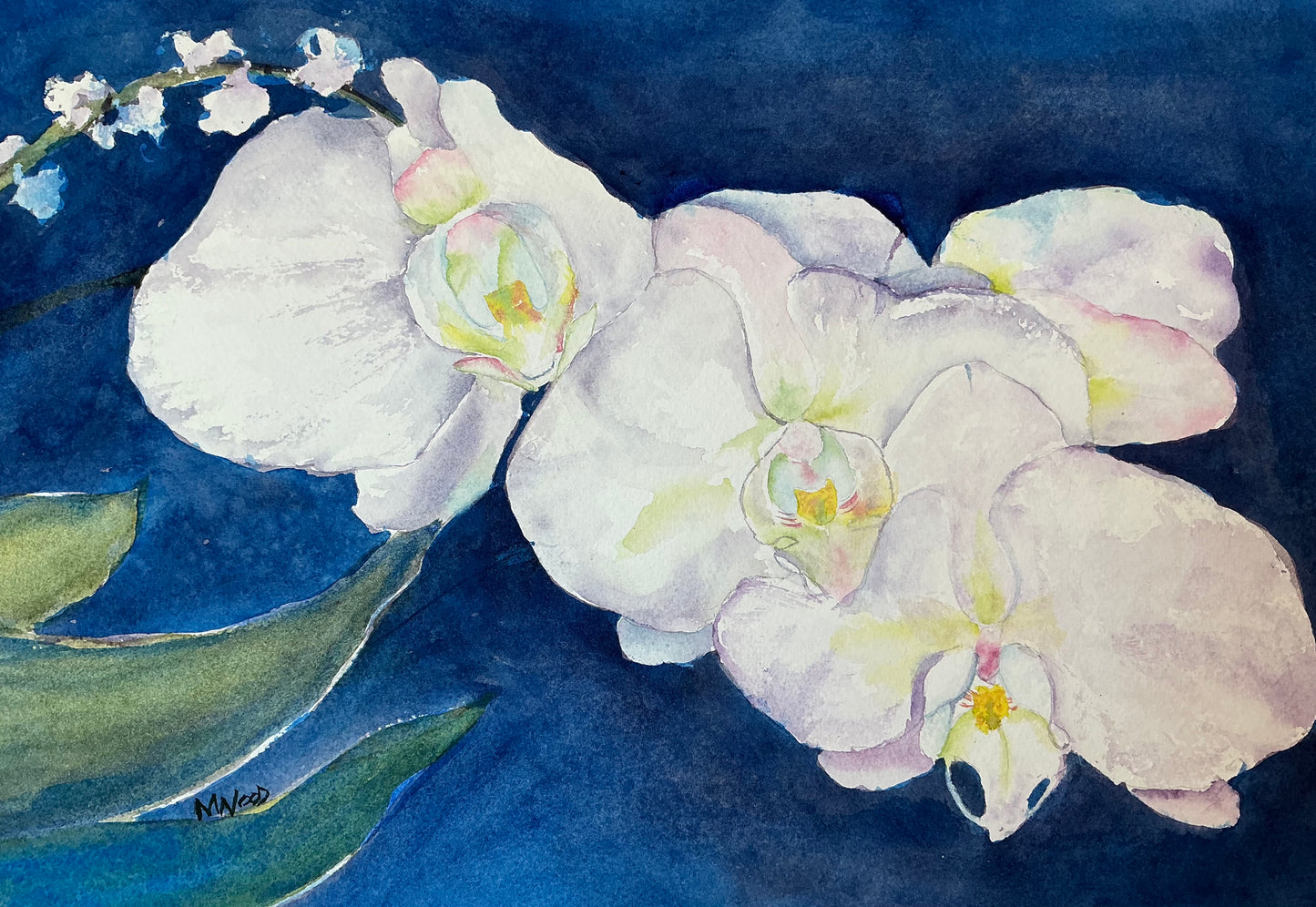 Orchid